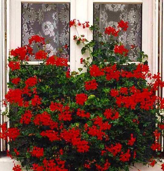 ペンション Albergue Albor