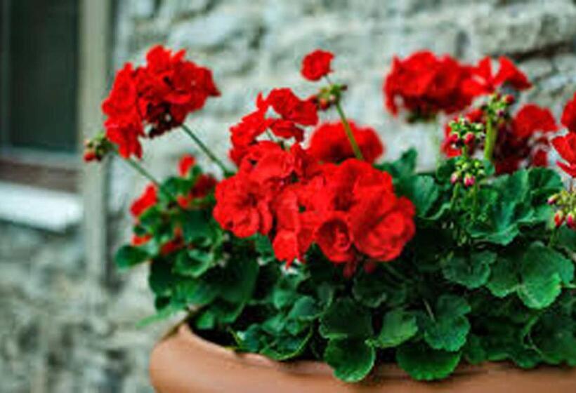 ペンション Albergue Albor