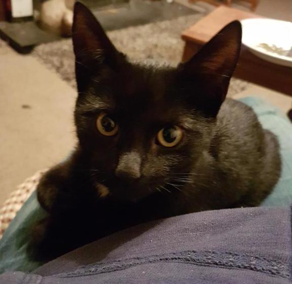 Aamiaismajoitus (B&B) Ivy Farm Accommodation