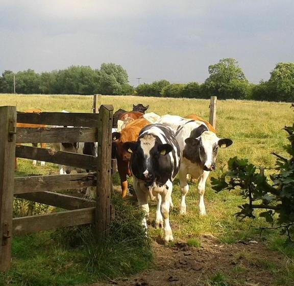 Aamiaismajoitus (B&B) Ivy Farm Accommodation