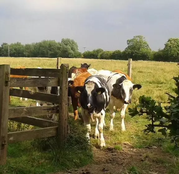 Aamiaismajoitus (B&B) Ivy Farm Accommodation