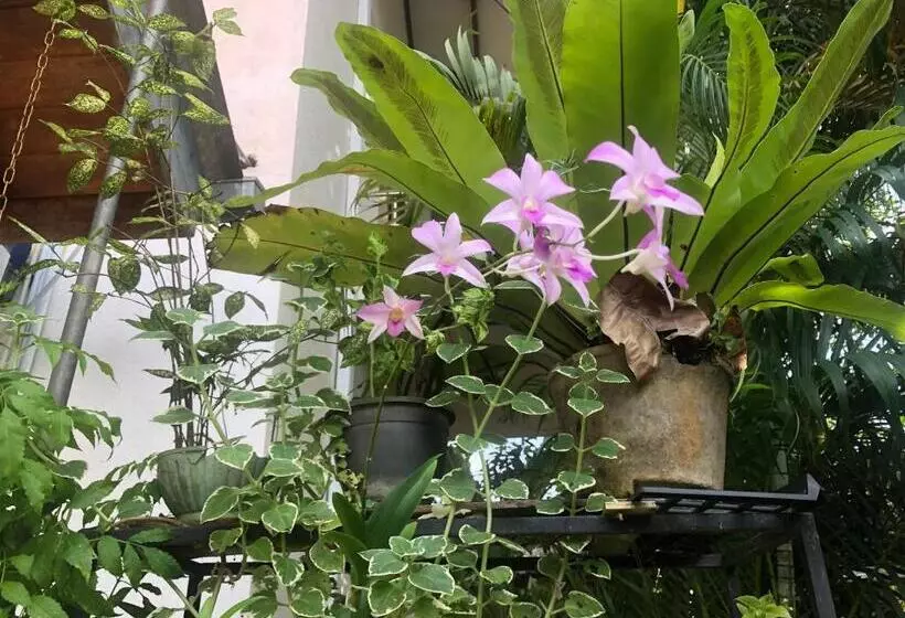 ペンション Villa Jasmine Hikkaduwa