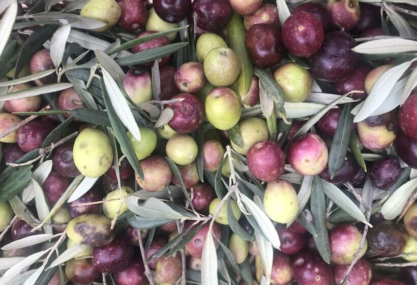 住宿加早餐 Mas De La Fadeto