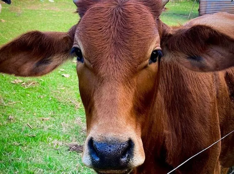 Hotelli Fazenda Bandeirantes