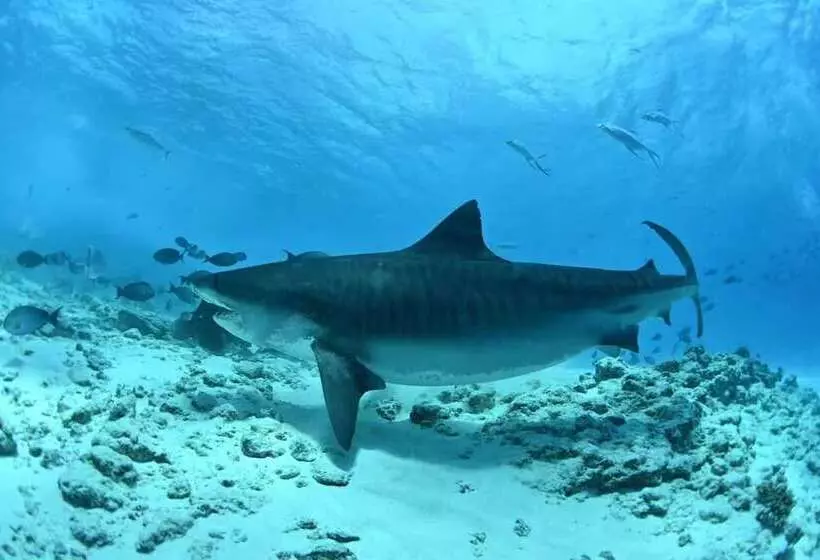 پانسیون Scuba Residence