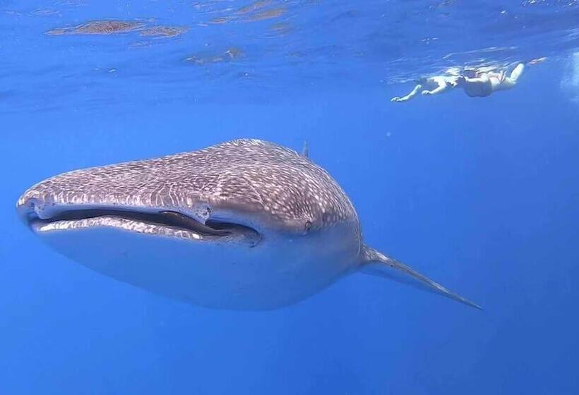 Pension Scuba Residence