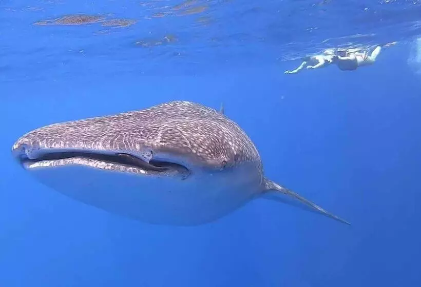 پانسیون Scuba Residence