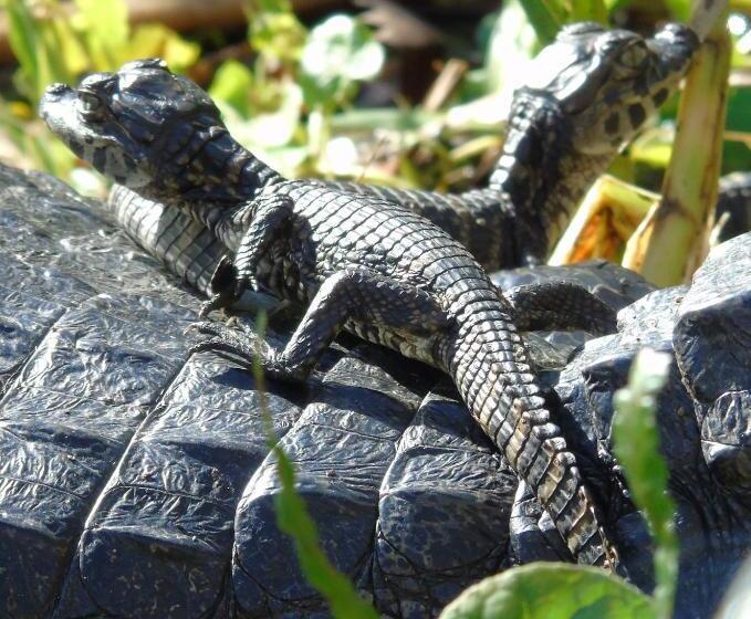 הוסטל Iberá Porá