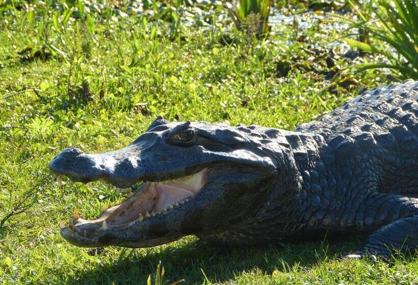 הוסטל Iberá Porá