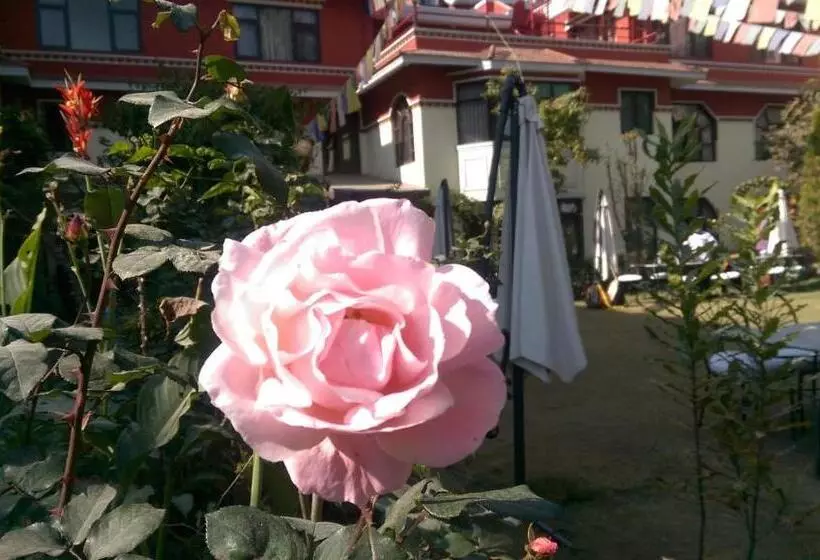 پانسیون Rokpa Guest House
