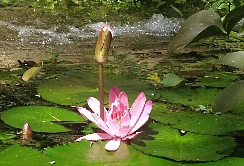 Hotelli Kaliawiri Bird Lodge & Reserve