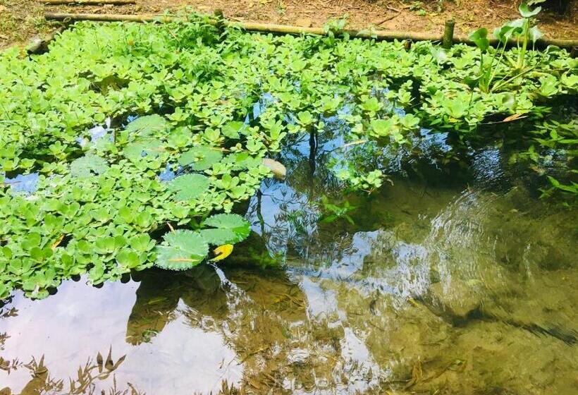 酒店 Kaliawiri Bird Lodge & Reserve