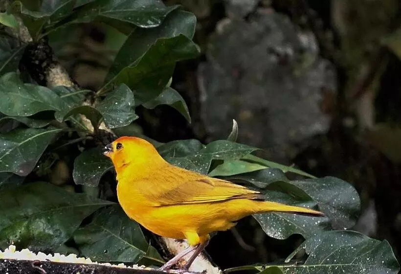 Hotelli Kaliawiri Bird Lodge & Reserve