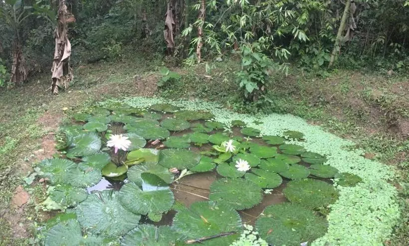 Hotelli Kaliawiri Bird Lodge & Reserve