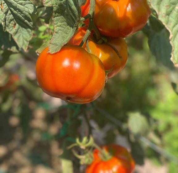 בית מלון כפרי Agriturismo Corte Patrizia