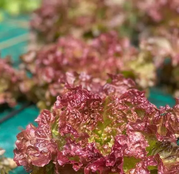 ホテル Agriturismo Corte Patrizia