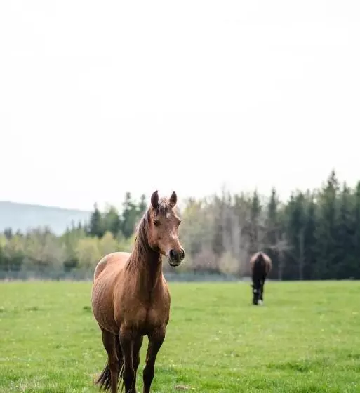Majatalo Penzion Orlov