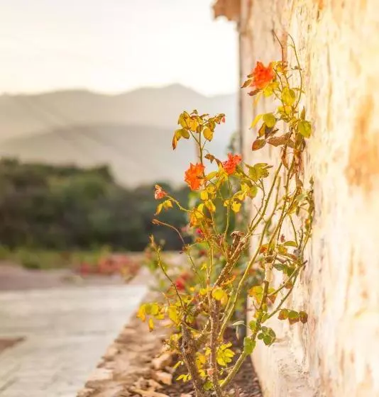 هتل Stonevilla Buta