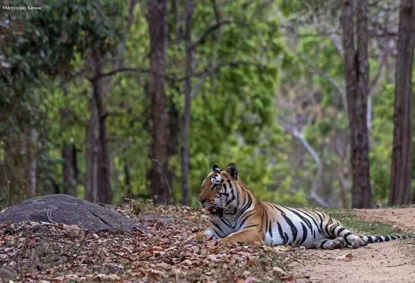 Hotelli Taal Tiger Retreat