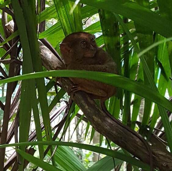 Hotell Citadel Alona Inn