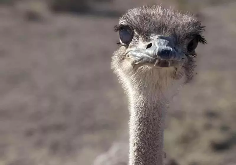 Hotelli The Winston Solvang