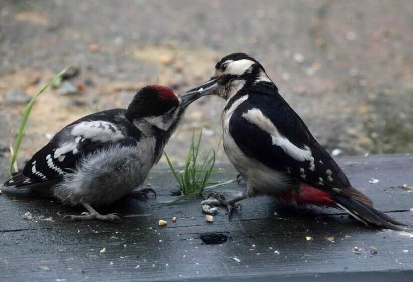 A Devon Rural Retreat