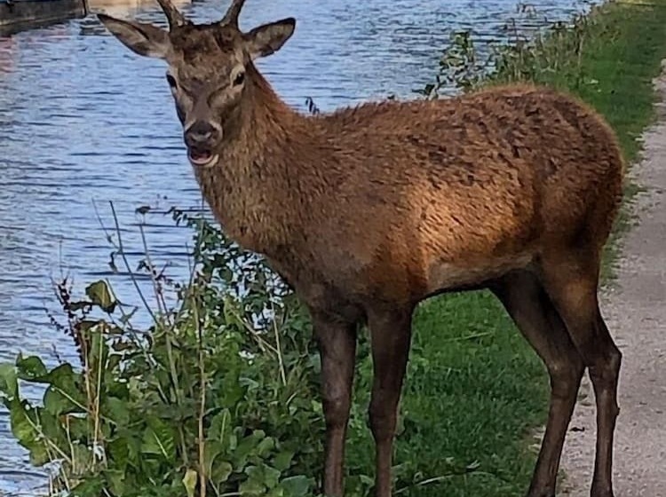 The Dog & Doublet Inn