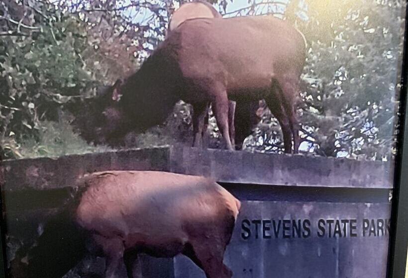 Motel South Jetty Inn