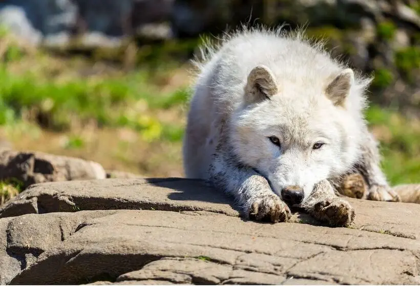 リゾートホテル Parc Omega