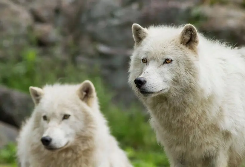 リゾートホテル Parc Omega