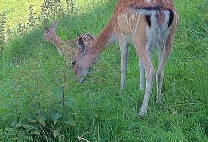 Gasthof Pension Steinberger