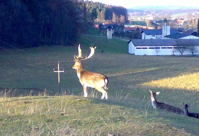 Gasthof Pension Steinberger