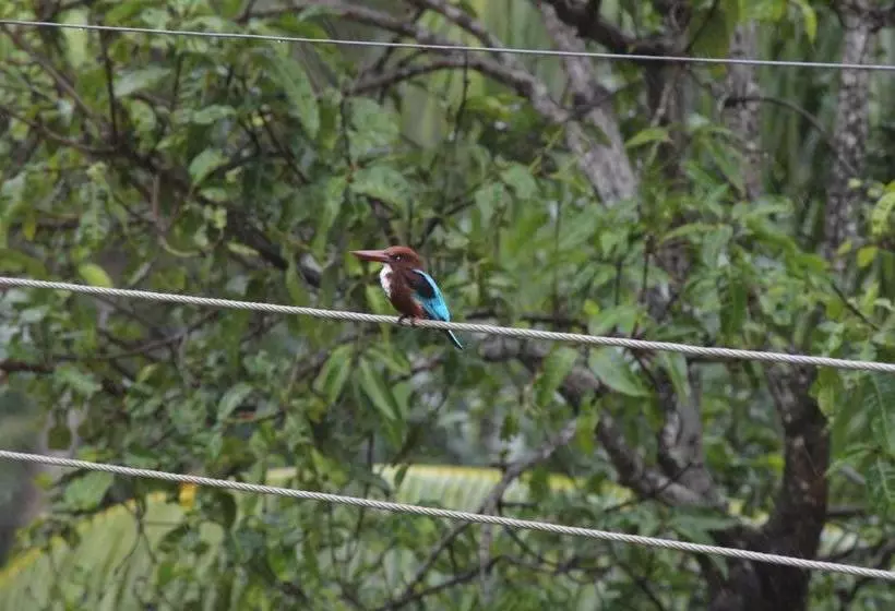 Aamiaismajoitus (B&B) Bird S Nest By Natures Bliss