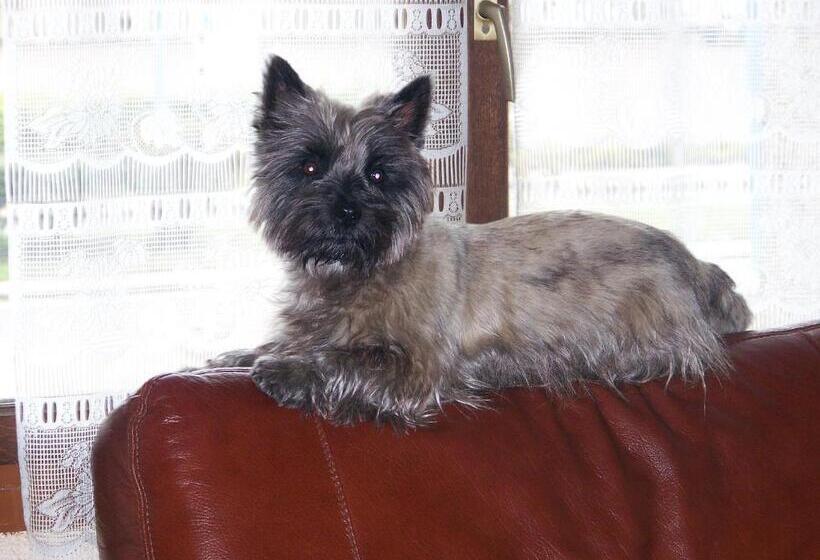 酒店 Hôtel Restaurant Les Templiers