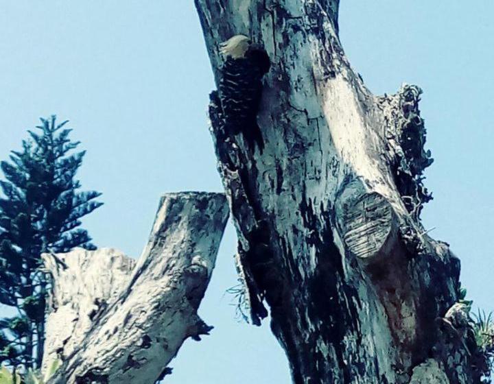 פנסיון Pousada Recanto Belas Artes