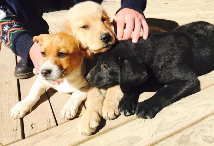 Lijiang Desti Youth Park Hostel