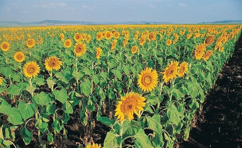 Glen Aplin Gardens B&b