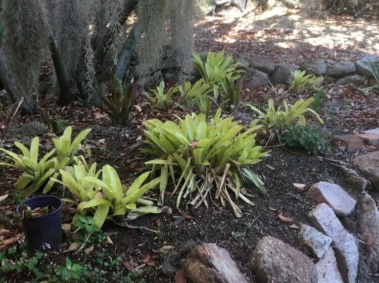 Glen Aplin Gardens B&b
