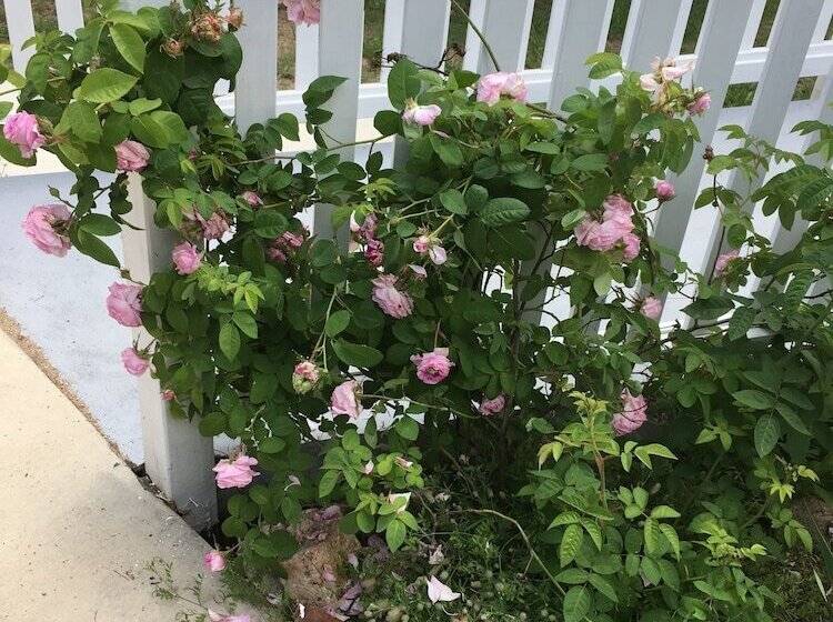 Glen Aplin Gardens B&b