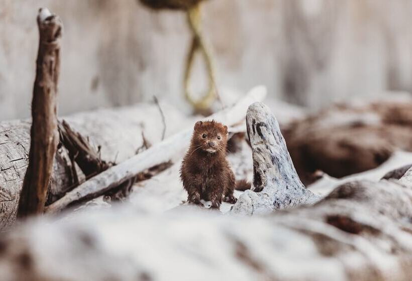 ホテル The Oceanfront