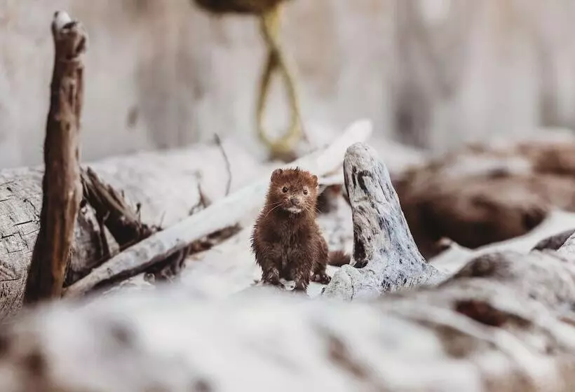 Hotelli The Oceanfront