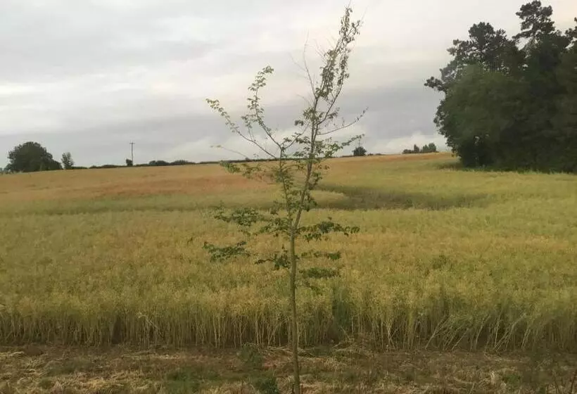 Majatalo Ivy Todd Cottage