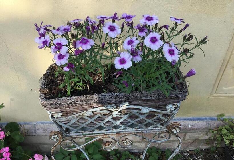 פנסיון Ivy Todd Cottage