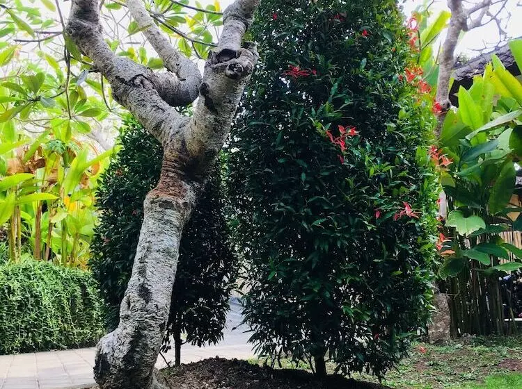 Aamiaismajoitus (B&B) El Homestay Bali