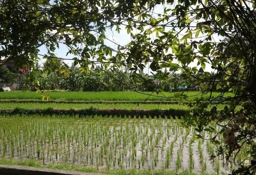 Aamiaismajoitus (B&B) Villa D'uma