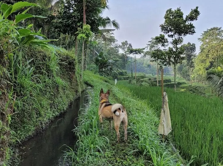 ペンション Les Rizieres Lombok Tetebatu