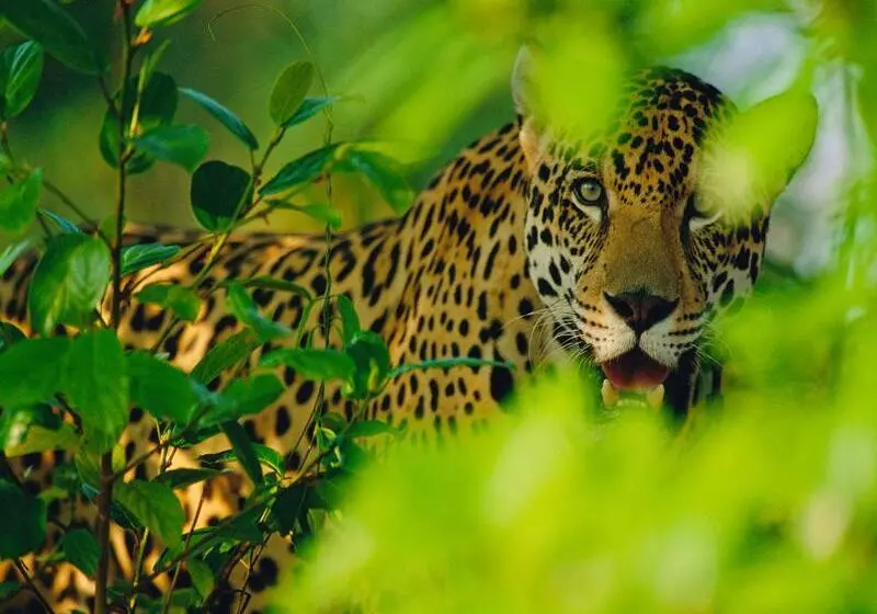 Iguazu Grand Resort Spa & Casino