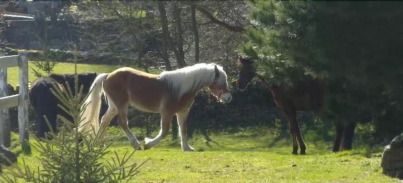 Отель La Solana - Posada de Caballos