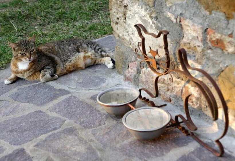 Сельский отель Agriturismo Podere Picciolo