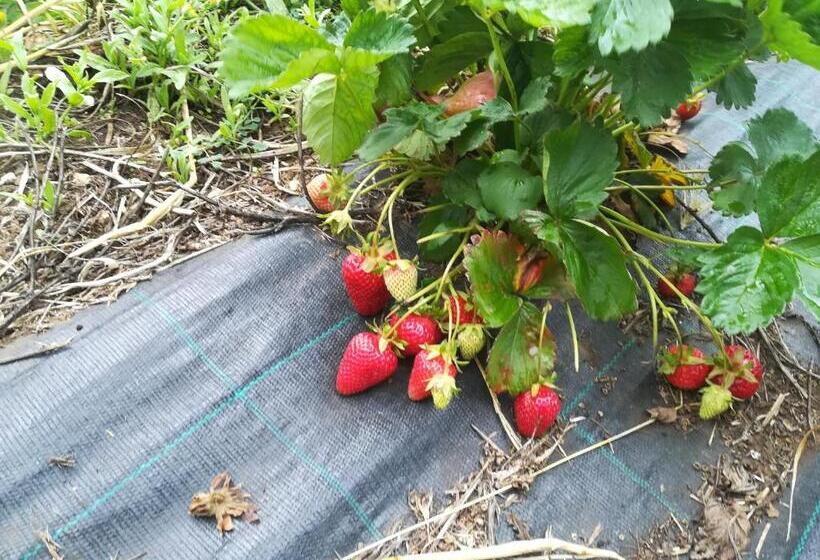 בית מלון כפרי Tenuta Tedone Consolini